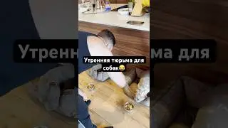 Утренняя кормежка в Собачьем лагере😯