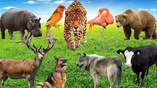 100 Animals Sound Compilation - lion, tiger, elephant, wolf, fox, pig, cow