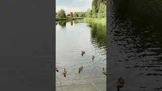 Ручные утки, но хлебом их кормить нельзя❤️