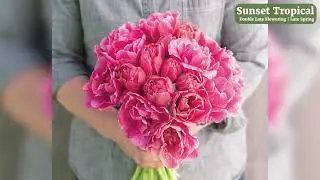 'Sunset Tropical' Tulip from Johnny's Selected Seeds