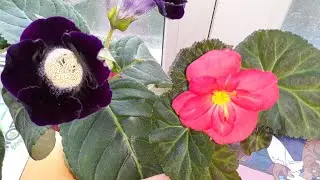 ЭУСТОМА/ГЛОКСИНИИ/КЛУБНЕВЫЕ  БЕГОНИИ ИЗ СЕМЯН🌺