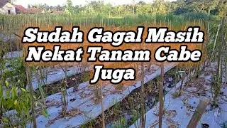 Panen Cabe Lebih Awal | Dampak Banjir Kemarin | Petani Cabe Gagal Panen | @kendeltani