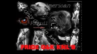 ПИТОМНИК АПБТ (РР) PRIDE G&K