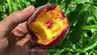 Лучший средний сорт персика - Ред Хейвен - Агро Сад 2023