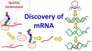 mRNA | Discovery of mRNA