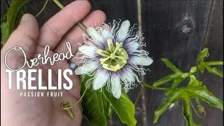 Creating an Overhead Passion Fruit Trellis