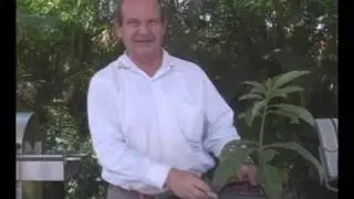 Grafting Avocados - Injertar aguacates