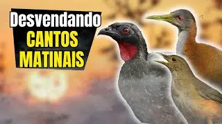 Mistérios REVELADOS: Enigmáticos CANTOS MATINAIS de 10 AVES que Despertam a CURIOSIDADE!