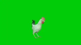 chicken green screen video hd