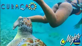 Swimming With HUGE Sea Turtles at Playa Grandi in Curacao