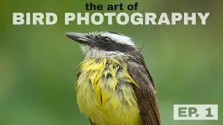 Improve your bird photography! The Art of Bird Photography (Episode 1)