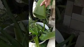 Как отрастить волосы с помощью алоэ