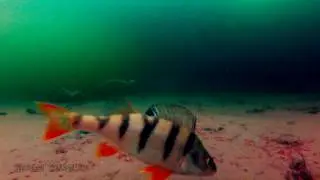 Реакция окуня на прикормку зимой (мотыль). Поклевки на мормышку