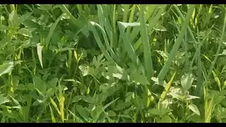 Как избавиться от сорняка на огороде.Легко и просто