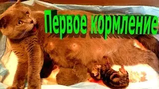 Little kittens for the first time eat. As the cat feeds the kittens. Newborn and still blind.