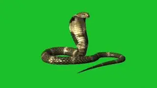 Snake green screen / 3D animals free / green screen snake background / brain master