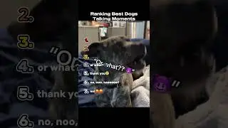 Ranking Best Dog Talking Moments