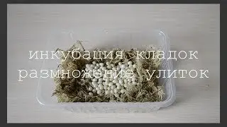 ИНКУБАЦИЯ КЛАДОК / РАЗМНОЖЕНИЕ УЛИТОК / что делать, как правильно