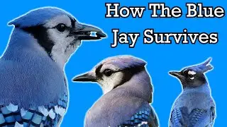 The Life of a Blue Jay - Documentary