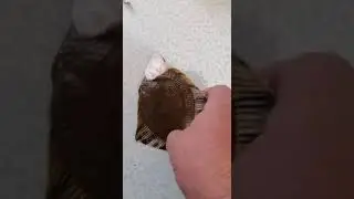 Житель Владивостока вернулся домой с рыбалки и обомлел