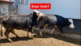 Kısır inek nedir ? / Dolandırılmaya karşı dikkatli olun !!!
