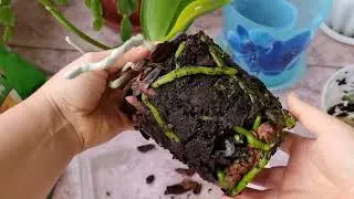 Пересадка орхидеи из 