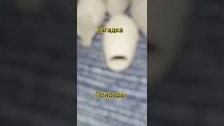 Загадка природы.Что это?