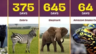 Animals Pregnancy Period Comparison | Animals Pregnancy Time