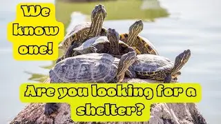Shell-ebrating the World of Turtles!