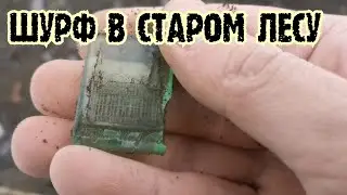 ШУРФ В СТАРОМ ЛЕСУ 