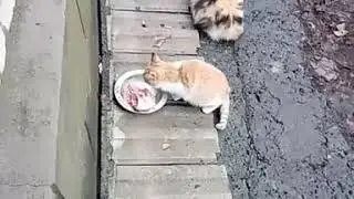 Милые котики кушают 😻😸