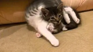 Sleeping cat like a dead / Кот спит как убитый