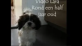 Video of our dog Lara - She is 26 weeks old here