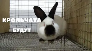 Прощупываем крольчат у сукрольных самок