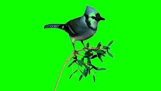 Birds Flying Video Download | Green Screen  | No Copyright 2020