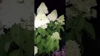 Ночная сьемка гортензии Пинк Леди #сад #гортензия #flowers