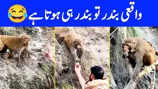 Beautiful Monkey at Fizagat near Swat Wonder World Park