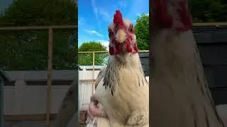 Chicken dance #chicken #viral #shorts