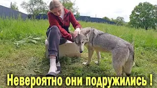 Первый человек сумевший погладить Волка Луну ! Переносим Вагончик ! Как себя чувствует питбуль Спайк