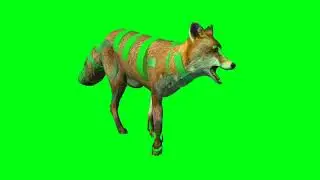 green screen animal multiple pose / Fox talking green screen
