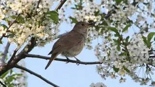 Лев Барашков Соловьиная роща