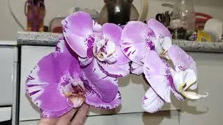 Phalaenopsis Victorio. Фаленопсис с огромными  цветками. Магазинное цветение