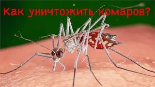 Как уничтожать комаров с помощью бактерий?