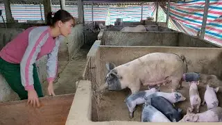 Wean the piglets to learn to eat.  The lucky piglet that survived is still healthy.  (Episode 131).