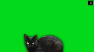 black cat green screen Effect hd | Chroma key effect | Crazy Editor