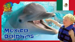 🐬 Swimming with Dolphins in Mexico! | Are We There Yet? Kids Adventure 🌊✨