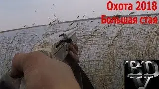 Охота 2018 (Большая стая гоголей)