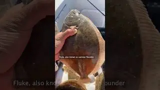 Day in the Life of a Commercial FLOUNDER Fisherman 