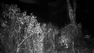 DENDAM HANTU PERAWAN PENIKMAT DARAH BUJANG