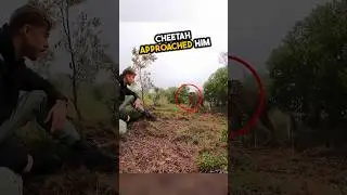 This cheetah’s journey warmed hearts 🥹❤️ #shorts